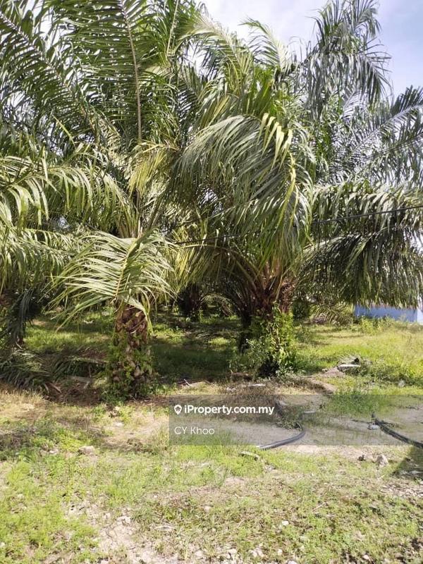 Tanah Pertanian untuk Dijual di Perak Tengah Jaya Baru Sitiawan 32000 Lekir, Sitiawan oleh CY Khoo - iProperty.com.my