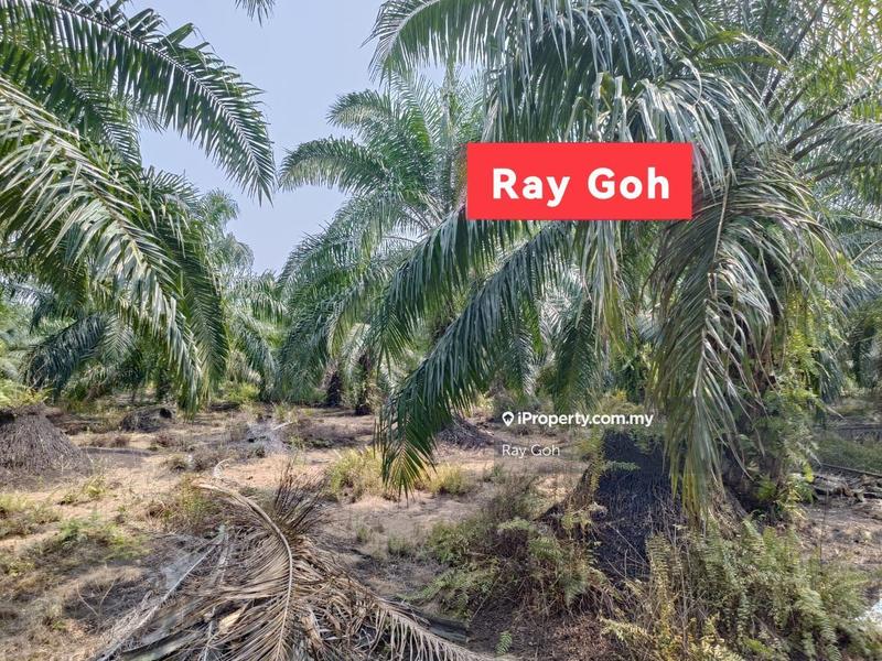 Agricultural Land for Sale in JERAM, Batu 16 Jalan Kapar Kuala Selangor roadside, Kuala Selangor by Ray Goh - iProperty.com.my