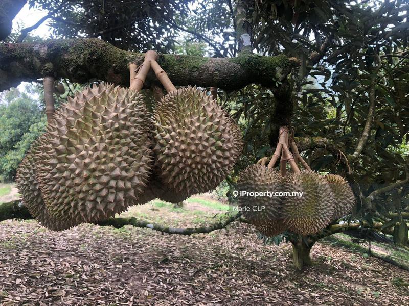 Tanah Pertanian untuk Dijual di Bentong, Pahang oleh Marie CLP - iProperty.com.my