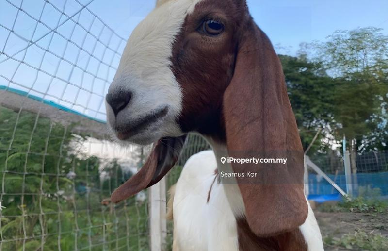 Hotel / Resort untuk Dijual di Karak, Pahang oleh Seamus Kor - iProperty.com.my