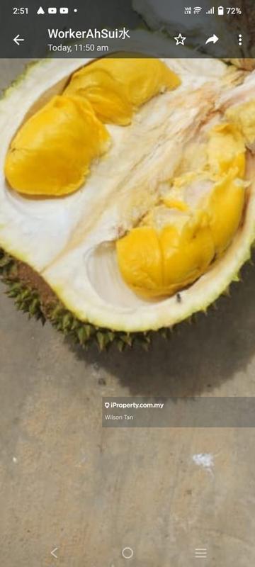 For Sale - Musang King Durian Farm