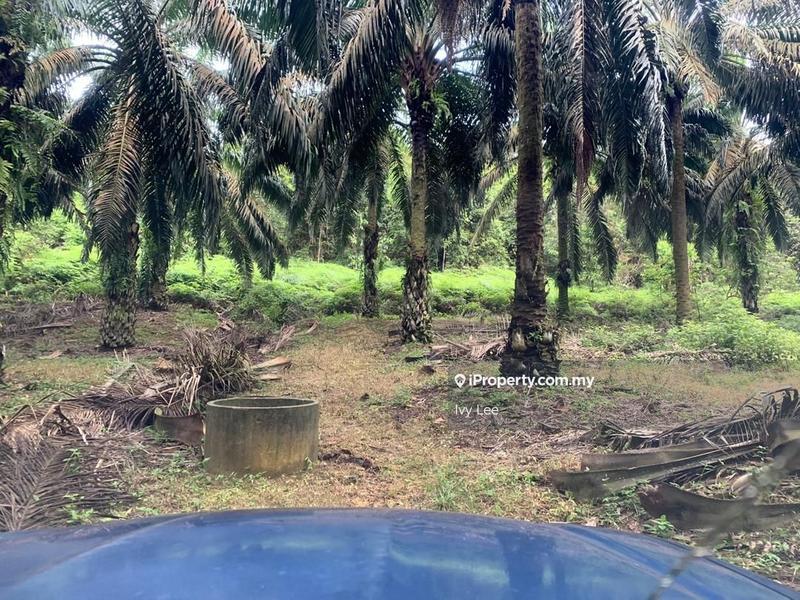 Agricultural Land for Sale in Senai, Johor by Ivy Lee - iProperty.com.my