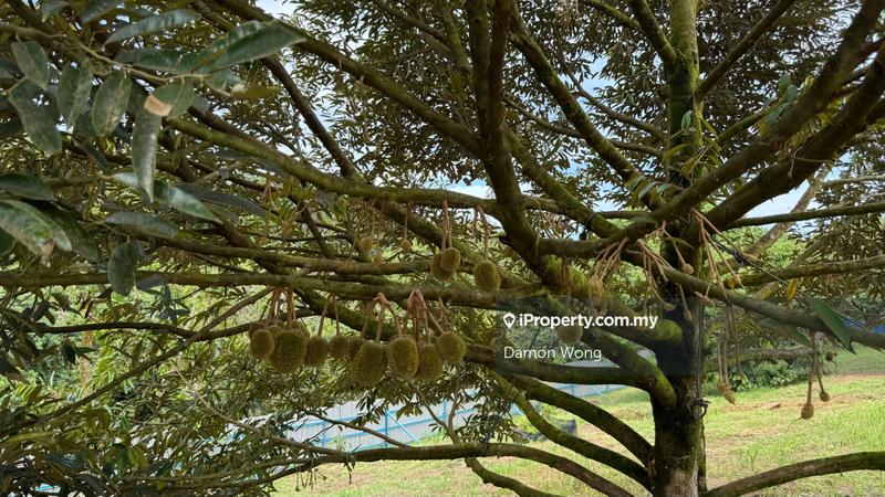 Tanah Pertanian untuk Dijual di Sg Ruan, Raub oleh Damon Wong - iProperty.com.my