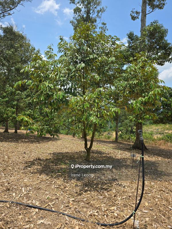 Agricultural Land for Sale in Karak, Pahang by Irene Leong - iProperty.com.my