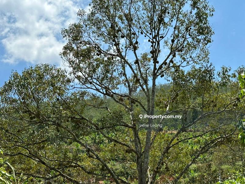 Agricultural Land for Sale in Titi, Negeri Sembilan by Irene Leong - iProperty.com.my