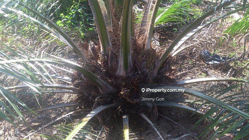 Tanah Pertanian untuk Dijual di Kerling, Kerling oleh Jimmy Goh - iProperty.com.my