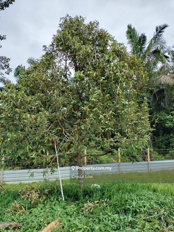 Tanah Pertanian untuk Dijual di Sega, Raub oleh Crystal Low - iProperty.com.my