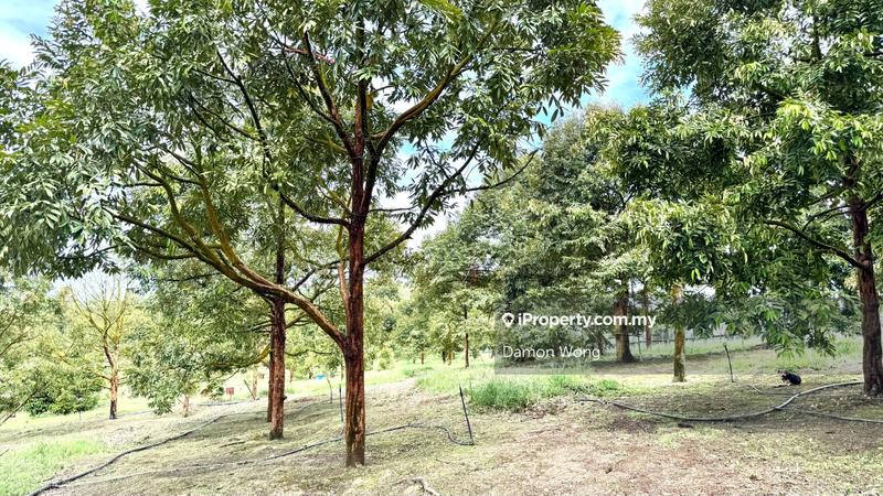 Agricultural Land for Sale in Cinta Manis, Karak by Damon Wong - iProperty.com.my