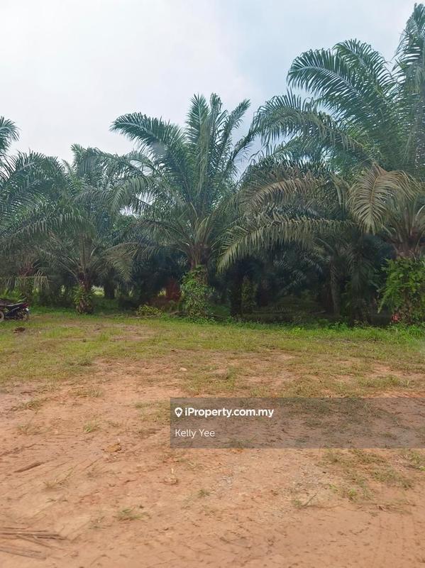 Agricultural Land for Sale in Paloh, Kluang by Kelly Yee - iProperty.com.my
