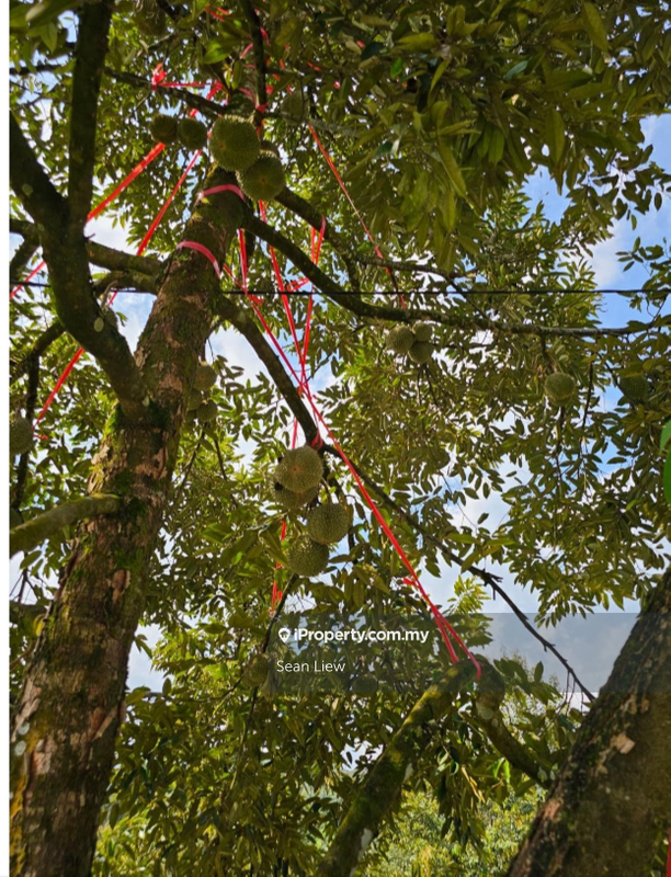 Agricultural Land for Sale in Hulu Langat, Selangor by Sean Liew - iProperty.com.my
