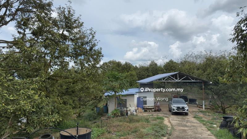 For Sale - 9 years old Musang King farm