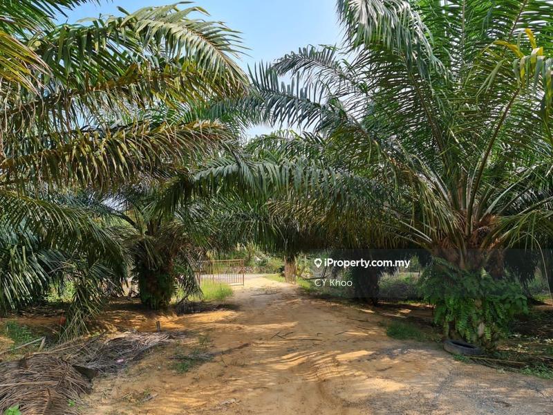 Agricultural Land for Sale in Negeri Sembilan Kuala Pilah Johol, Kuala Pilah by CY Khoo - iProperty.com.my