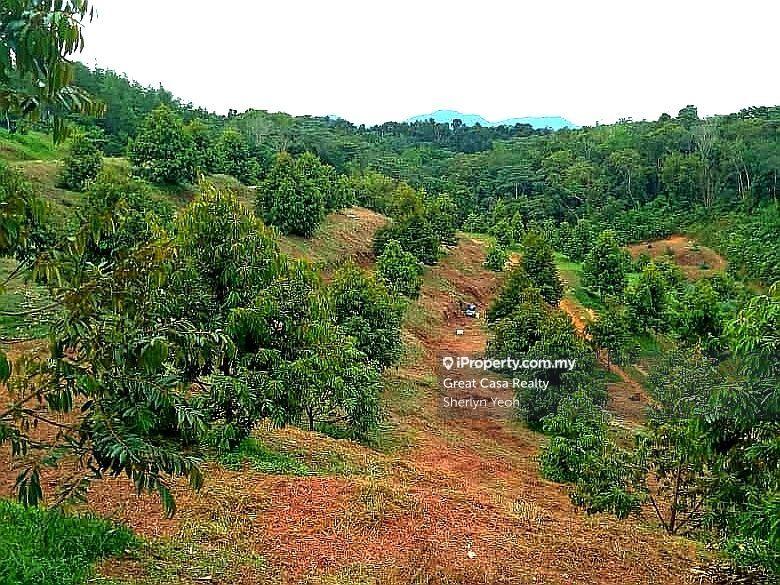 For Sale - Slim River Durian Orchard Land