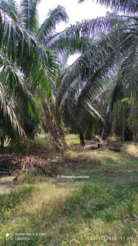 Tanah Pertanian untuk Dijual di Parit Yaani, Yong Peng oleh Huda - iProperty.com.my