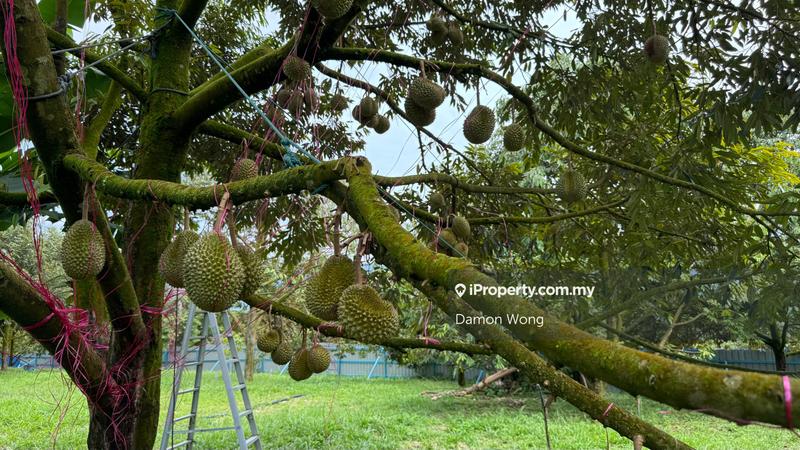 Tanah Pertanian untuk Dijual di Sg Ruan, Raub oleh Damon Wong - iProperty.com.my