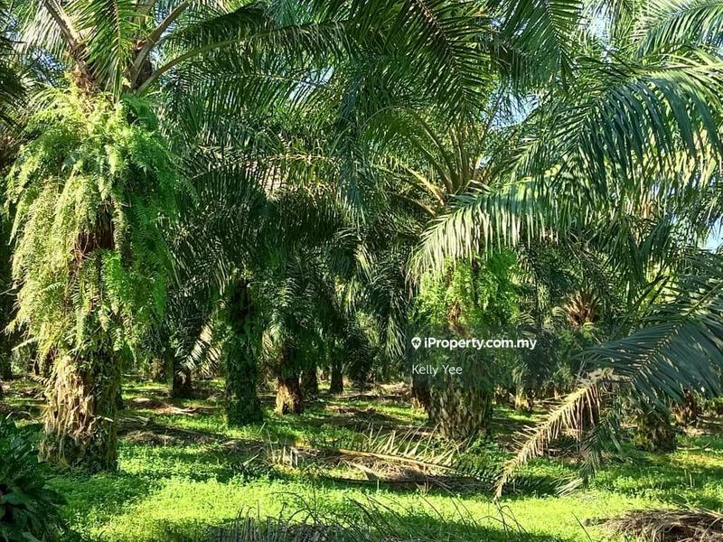 Tanah Pertanian untuk Dijual di Bukit Teh, Bukit Mertajam oleh Kelly Yee - iProperty.com.my