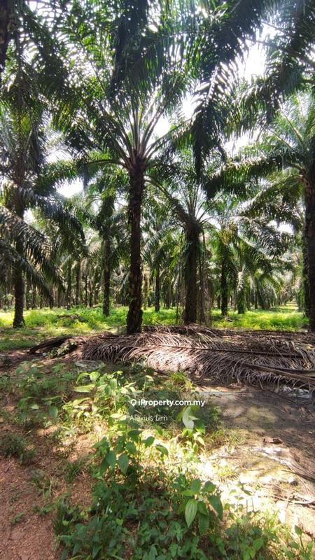For Sale - 2pcs of 4 Acres Agricultural Land(Road Side) @ Desa Makmur, Mukim Kota Tinggi
