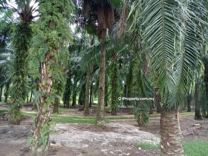 Tanah Pertanian untuk Dijual di Taman Sukun, Bukit Mertajam oleh Kelly Yee - iProperty.com.my