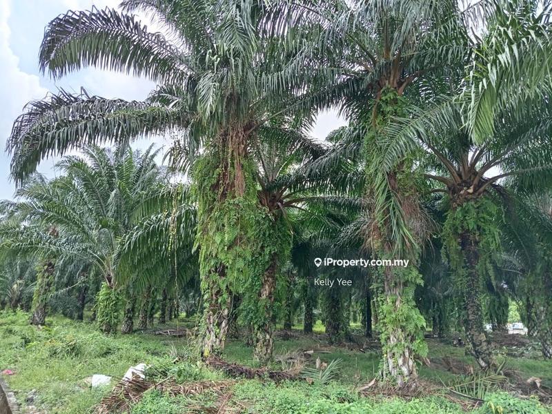 For Sale - First Grade Residential Land next to Taman Sejahtera, Bukit Mertajam for Sale