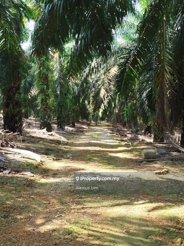 For Sale - 2pcs of 4 Acres Agricultural Land(Road Side) @ Desa Makmur, Mukim Kota Tinggi