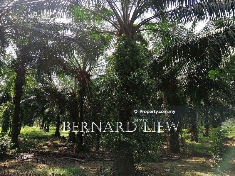 Agricultural Land for Sale in Bukit Panchor, Nibong Tebal by Bernard - iProperty.com.my