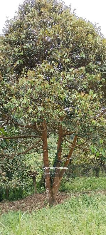 Agricultural Land for Sale in Near Kampung Semebok, Rembau by David Cheok - iProperty.com.my