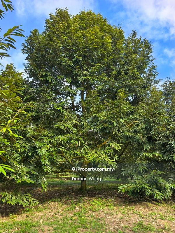 Agricultural Land for Sale in Karak, Karak by Damon Wong - Exterior - iProperty.com.my
