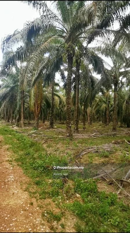 Agricultural Land for Sale in Taman Jempol, Bahau by Kenny Tee - iProperty.com.my