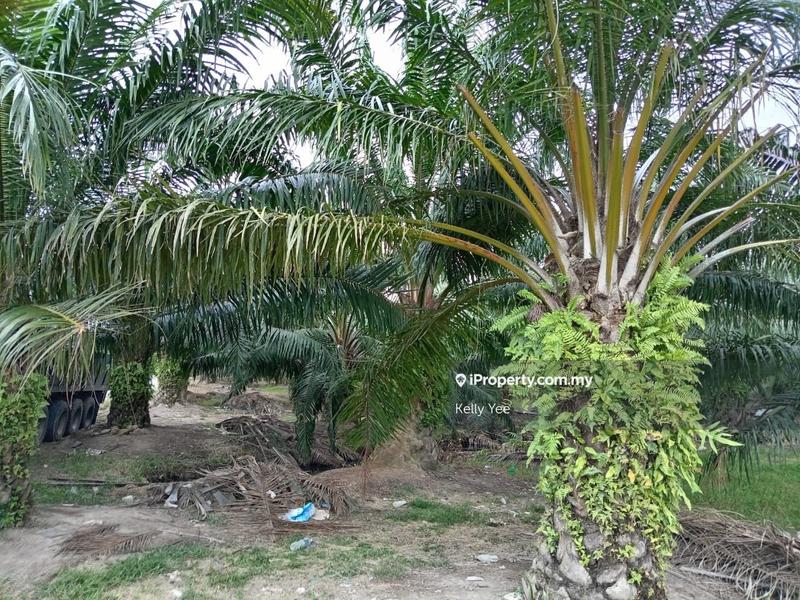 Tanah Pertanian untuk Dijual di Nibong Tebal, Penang oleh Kelly Yee - iProperty.com.my