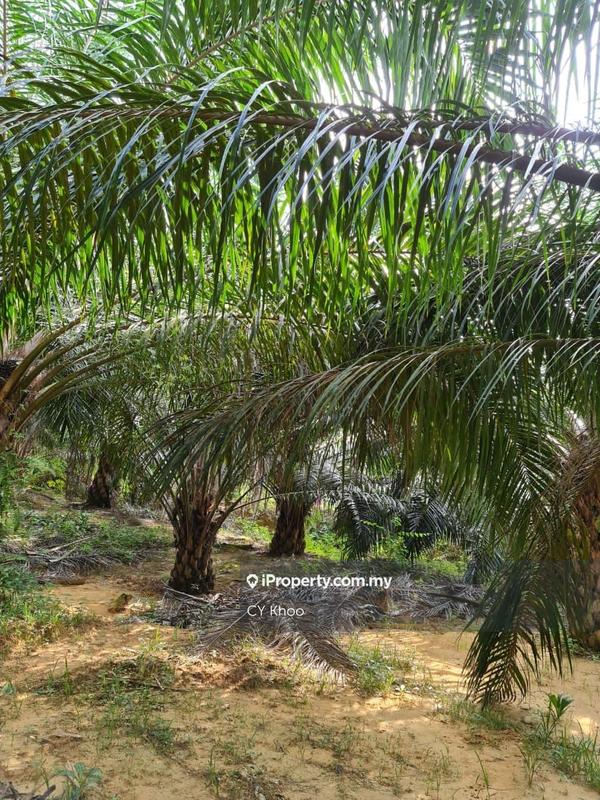 Agricultural Land for Sale in Negeri Sembilan Kuala Pilah Johol, Kuala Pilah by CY Khoo - iProperty.com.my