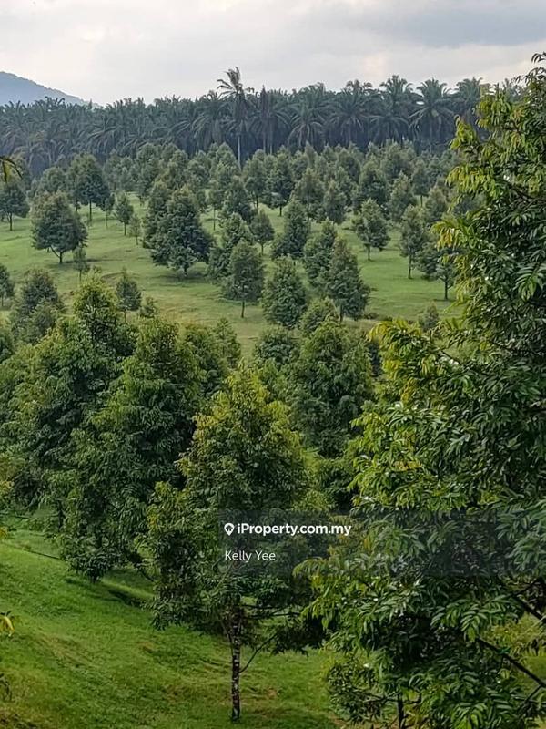 Tanah Pertanian untuk Dijual di Kampung Sungai Terap, Serdang oleh Kelly Yee - iProperty.com.my