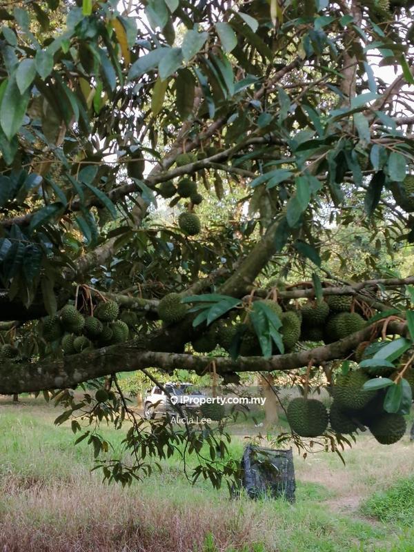 Agricultural Land for Sale in Bandar Lipis, Kuala Lipis by Alicia Lee - iProperty.com.my