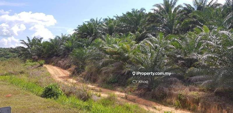 Tanah Pertanian untuk Dijual di Taman Gua Musang, Gua Musang oleh CY Khoo - iProperty.com.my