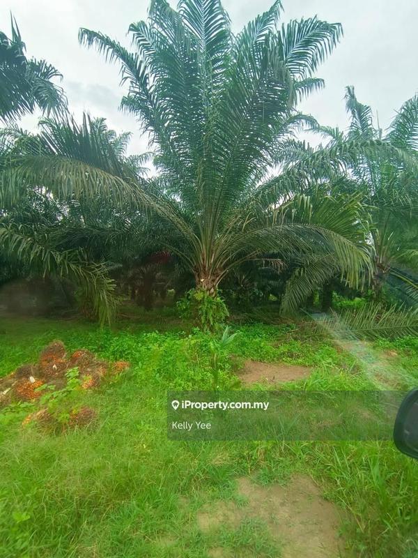 Agricultural Land for Sale in Paloh, Kluang by Kelly Yee - iProperty.com.my