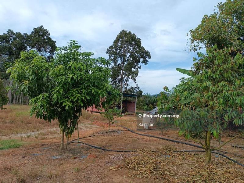 For Sale - Pahang Manchis Raub Freehold Durian Farm Land