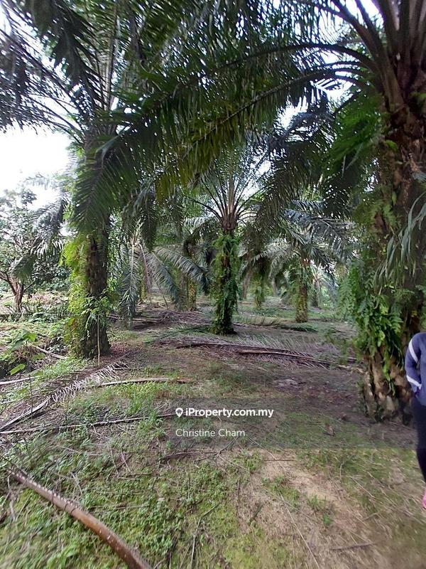 Tanah Kediaman untuk Dijual di Kota Tinggi Johor, Kota Tinggi oleh Christine Cham - iProperty.com.my