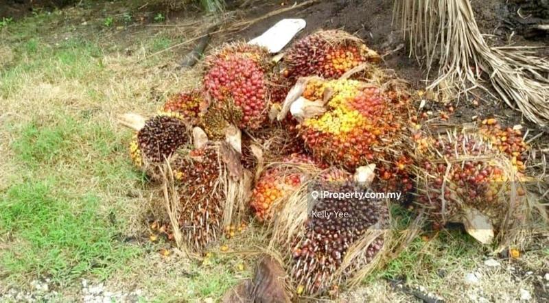 Tanah Pertanian untuk Dijual di Palm Oil Plantation @ Teluk Intan for Sale, Teluk Intan oleh Kelly Yee - iProperty.com.my
