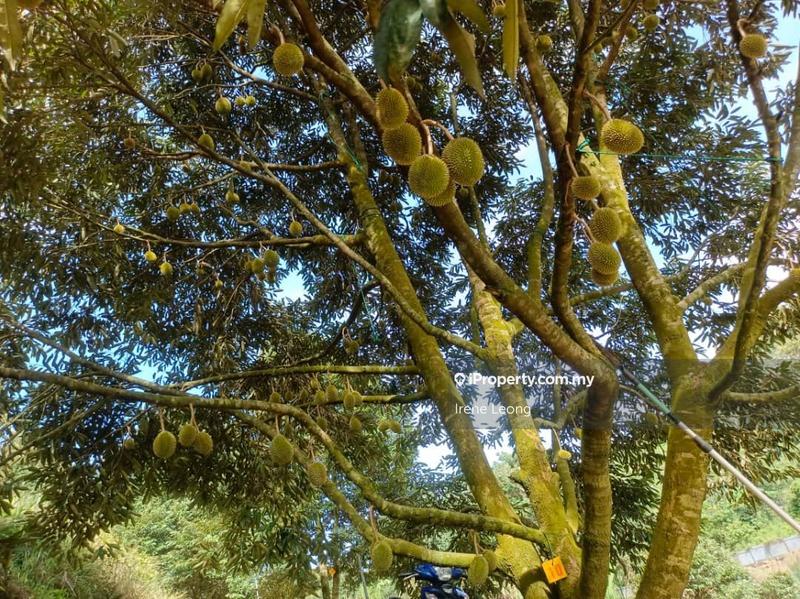 Agricultural Land for Sale in Karak, Pahang by Irene Leong - iProperty.com.my