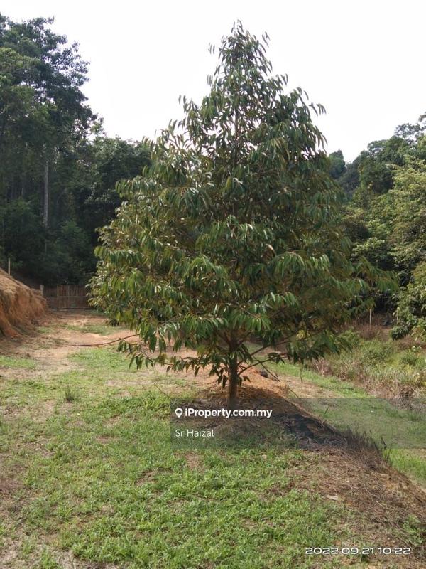 Agricultural Land for Sale in Tampin, Negeri Sembilan by Sr Haizal - iProperty.com.my
