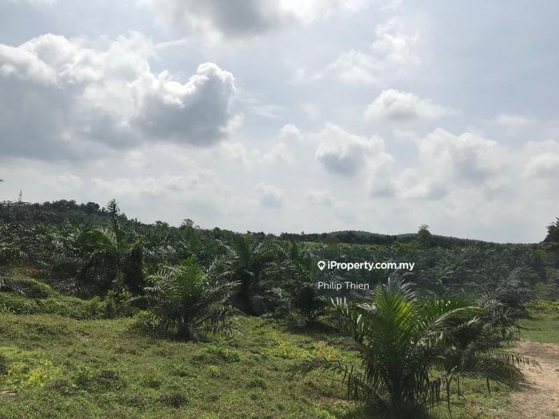 Agricultural Land for Sale in Kuala Selangor, Selangor by Philip Thien - iProperty.com.my