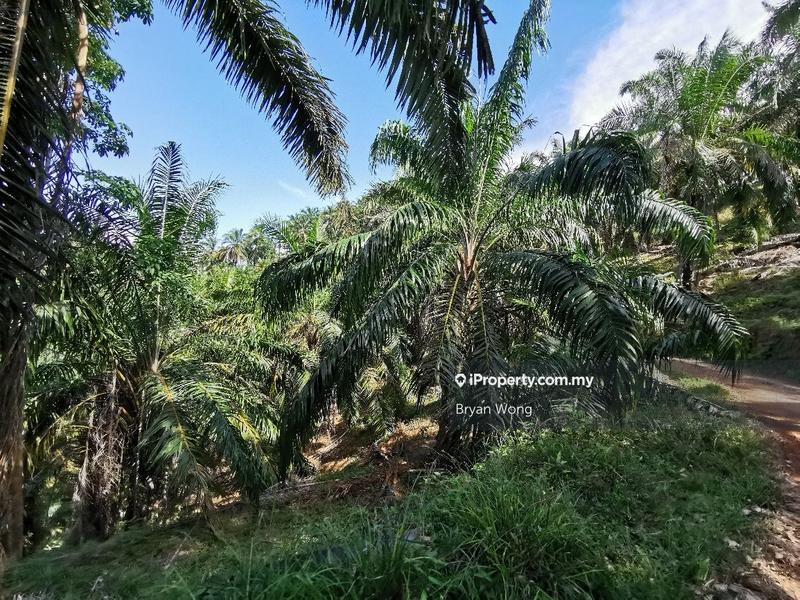 Agricultural Land for Sale in Penjom, Kuala Lipis Agriculture Land, Pahang, Raub by Bryan Wong - iProperty.com.my