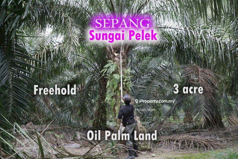 Agricultural Land for Sale in Kampung Baru Sungai Pelek, Sepang by Helen Wan - iProperty.com.my