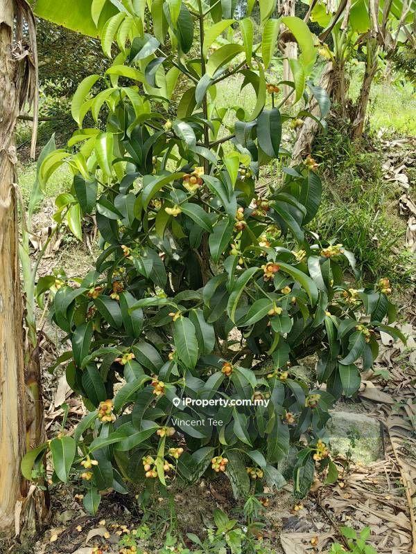 Agricultural Land for Sale in Taman Titi, Titi by Vincent Tee - iProperty.com.my