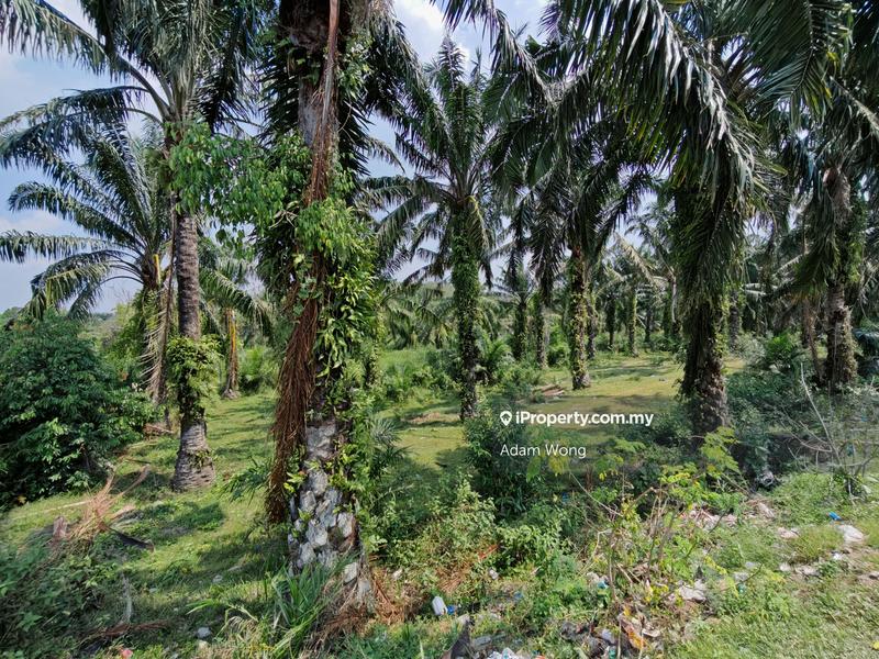 Agricultural Land for Sale in Taman Desa Bidara, Kuala Ketil by Adam Wong - iProperty.com.my
