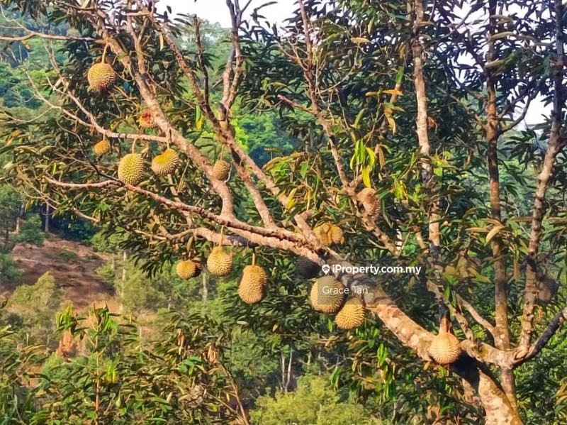 Tanah Pertanian untuk Dijual di Bentong Sang Lee ,Raub, Raub oleh Grace Tan - iProperty.com.my