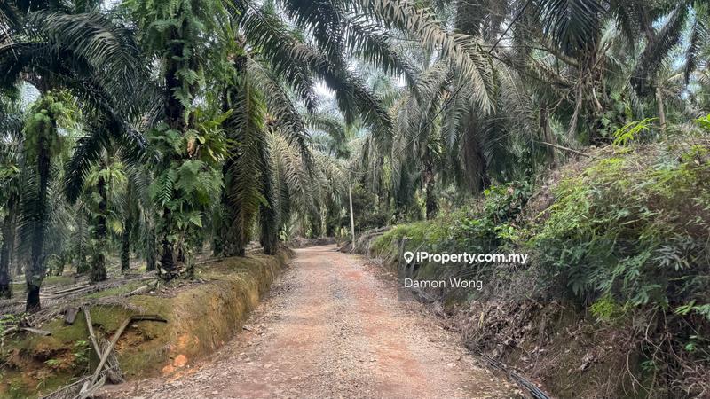 For Sale - Oil Palm Estate With Mill