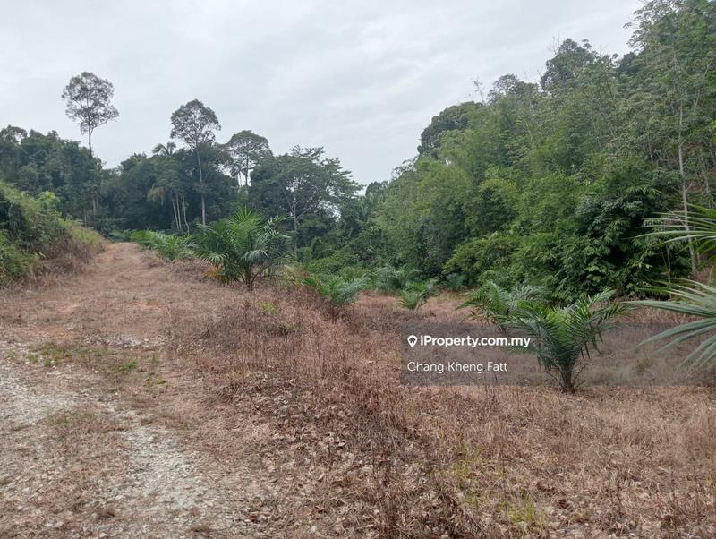 Agricultural Land for Sale in Lembah Beringin, Sungai Gumut by Chang Kheng Fatt - iProperty.com.my