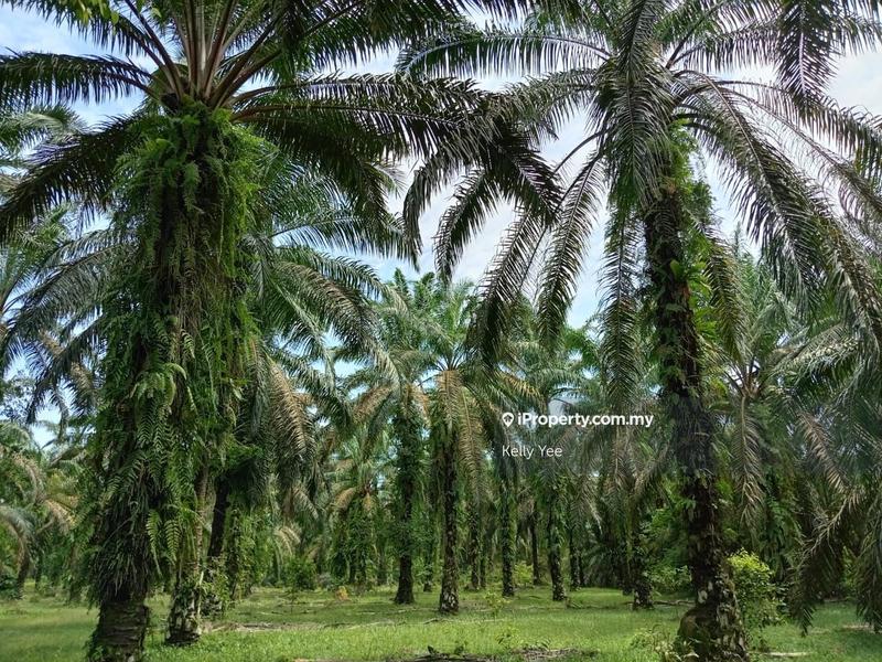 For Sale - Palm Oil Plantation @ Sungai Duri, Sungai Jawi for Sale