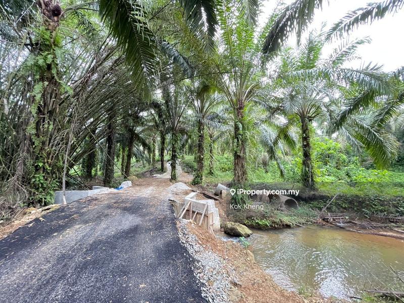 For Sale - 500m from main road - Palm Oil Plantation