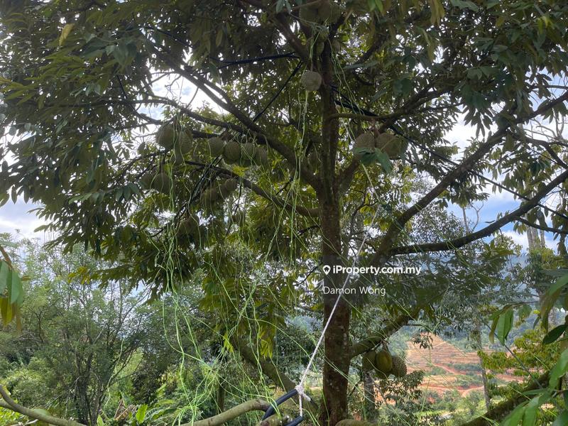 Agricultural Land for Sale in Karak, Bentong by Damon Wong - iProperty.com.my
